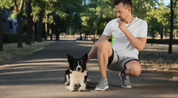 Mężczyzna w parku dmucha w gwizdek dla psa, ćwicząc z czworonożnym przyjacielem.