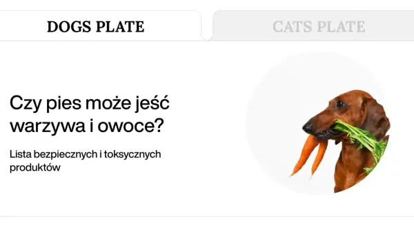 Jamnik z marchewką w pysku. Dowiedz się, co mogą jeść psy, jakie warzywa i owoce są dla nich bezpieczne.