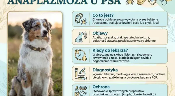 Anaplazmoza u psa: objawy, diagnostyka i ochrona. Zdjęcie przedstawia psa rasy Australian Shepherd, który może być narażony na tę chorobę odkleszczową.