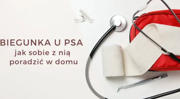 Biegunka u psa? Na zdjęciu leki, stetoskop i apteczka. Pamiętaj, ludzkie leki na biegunkę dla psa mogą być niebezpieczne.