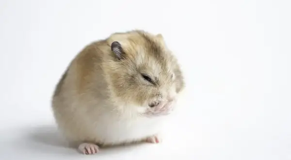 Mały chomik zamyka oczy, jakby zastanawiał się, czy chomik może banana.