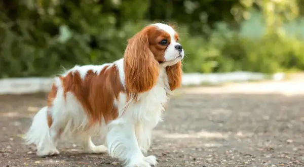 Cavalier King Charles Spaniel w kolorze rudym i białym stoi na zewnątrz.