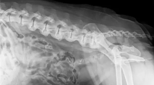 RTG kręgosłupa psa z widocznymi zmianami zwyrodnieniowymi, wskazującymi na spondylozę. Widoczne są zrosty międzykręgowe.