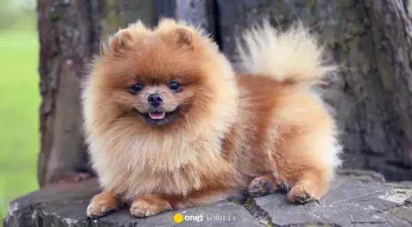 Mały, puszysty, brązowy pies rasy szpic pomeranian leży na pniu drzewa.