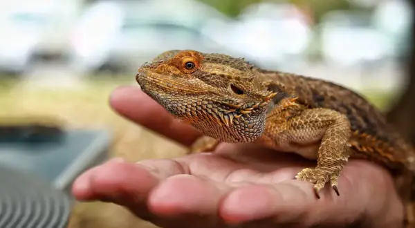 Agama brodata siedzi na dłoni, gotowa do jedzenia.