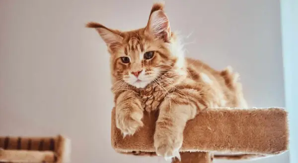 Rudy kot Maine Coon leży na drapaku, patrząc w obiektyw.