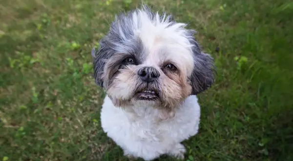 Shih tzu siedzący na trawie, patrzący w górę z lekko otwartym pyskiem.