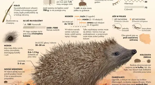 Ilustracja przedstawia jeża z bliska, z zaznaczonymi kolcami, oczami i pyszczkiem.