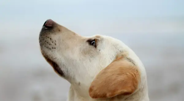 Złoty labrador z zaciekawieniem patrzy w górę. Jego sierść jest jasna, a uszy lekko opadają. Badanie fruktozaminy u psa jest ważne dla monitorowania cukrzycy.