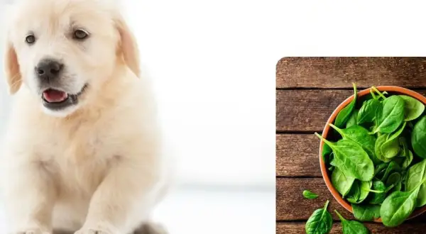 Uroczy szczeniak golden retriever obok miseczki ze świeżym szpinakiem. Czy pies może szpinak?