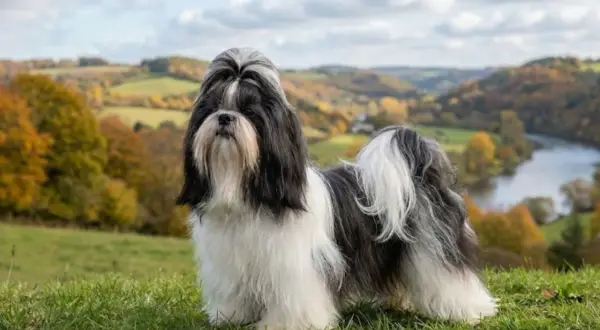 Shih tzu o czarno-białej sierści, z bujną grzywką, pozuje na tle jesiennego krajobrazu. Jego łagodny shih tzu charakter widać w spokojnym spojrzeniu.