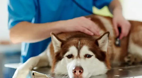 Weterynarz bada psa rasy husky leżącego na stole.