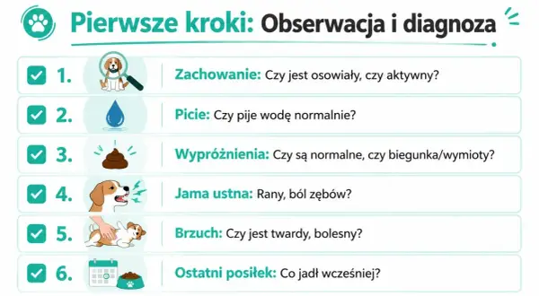 Szczeniak nie chce jeść? Sprawdź jego zachowanie, picie, wypróżnienia, jamę ustną, brzuch i ostatni posiłek.