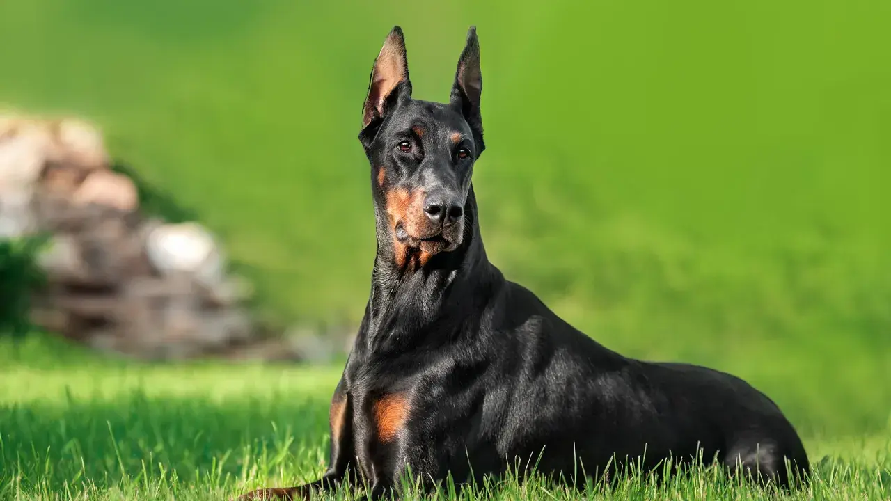 Czarny doberman leżący na trawie, z zielonym tłem.
