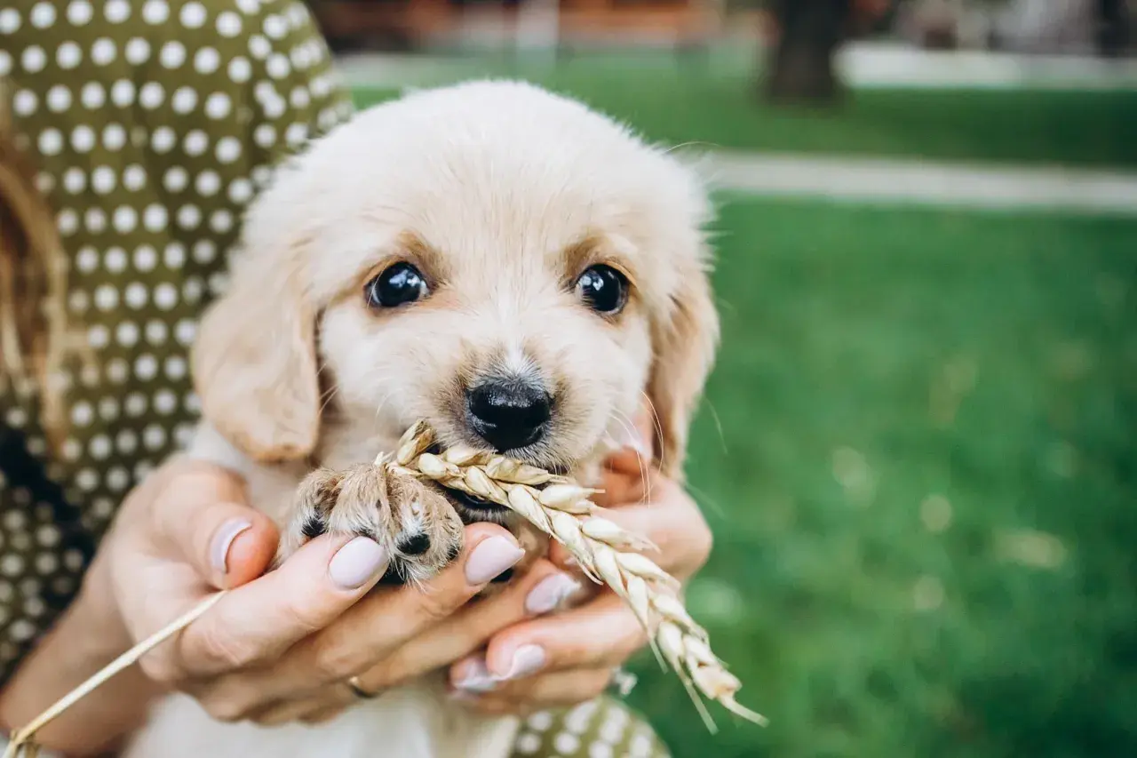 Słodki szczeniak golden retriever trzyma w pyszczku kłos zboża. Szuka jakieś smaczki dla szczeniaka, ale na razie ma tylko trawę.