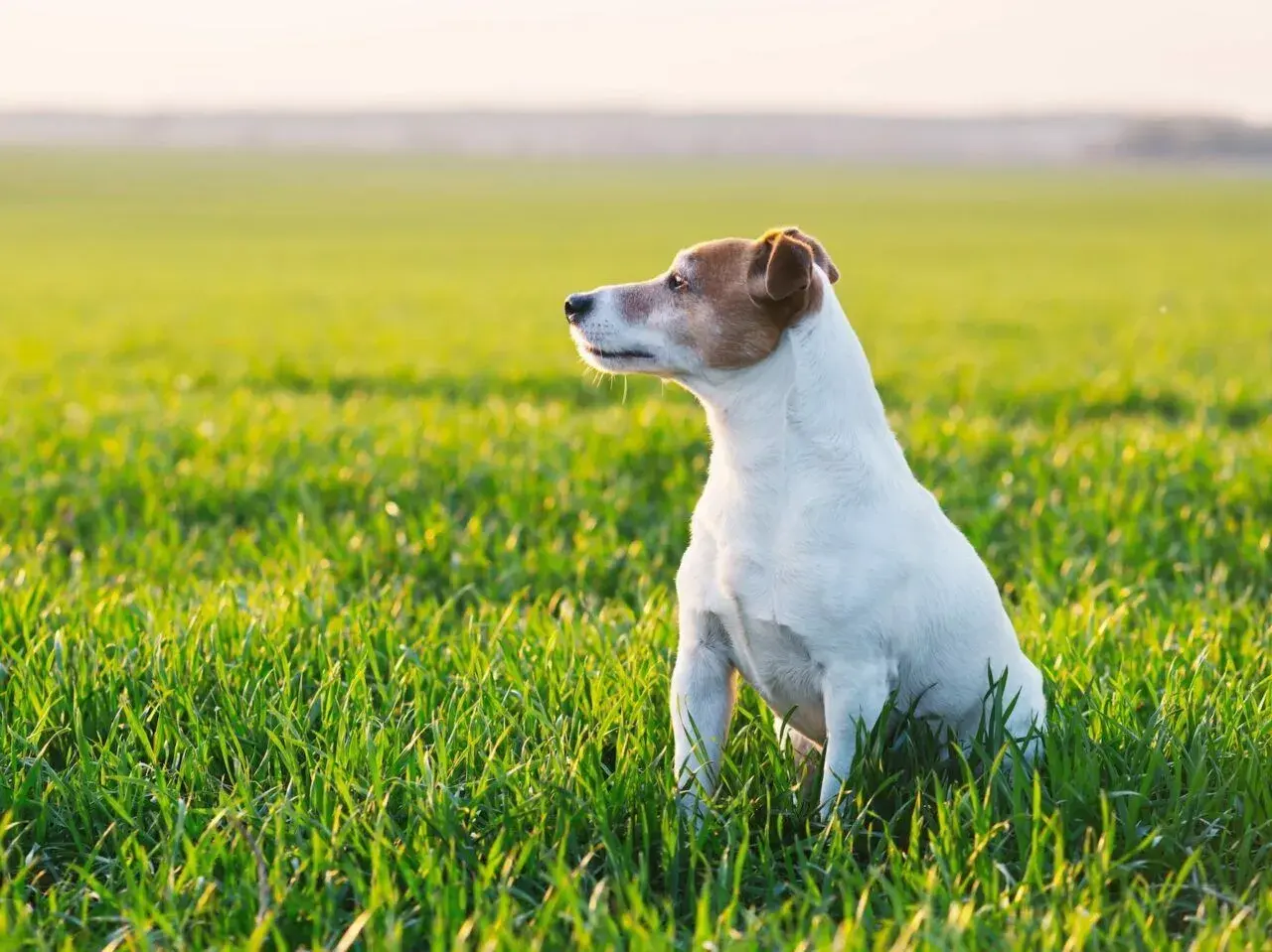 Jack Russell Terrier siedzący na zielonej trawie w słoneczny dzień.