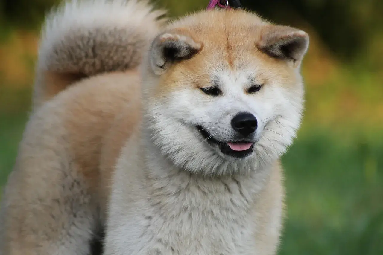 Uroczy akita inu z puszystym ogonem, jego waga jest idealna dla tej rasy.