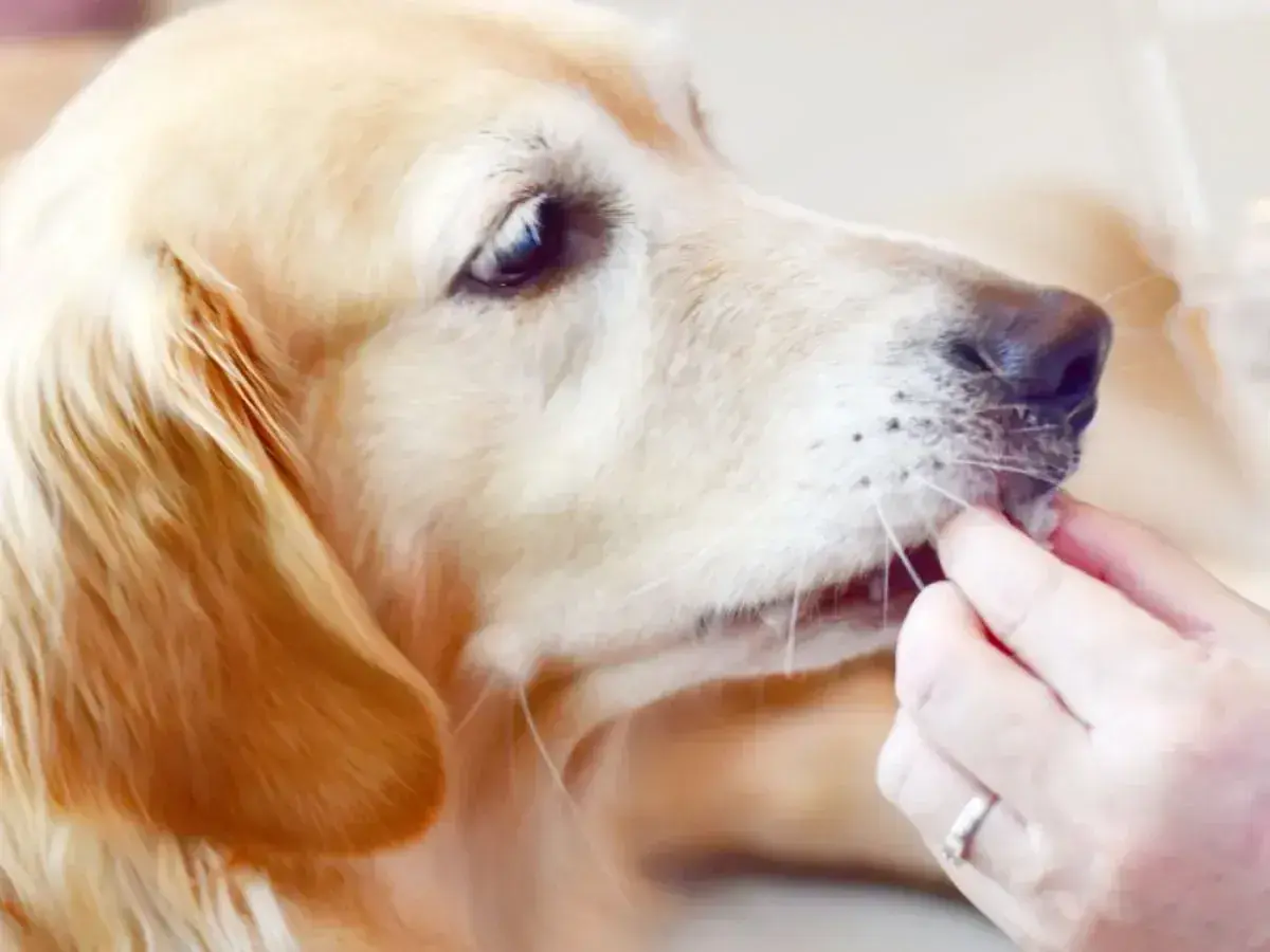 Złoty retriever dostaje smakołyk. Czy pies może jeść rzodkiewkę? To pytanie nurtuje wielu właścicieli czworonogów.