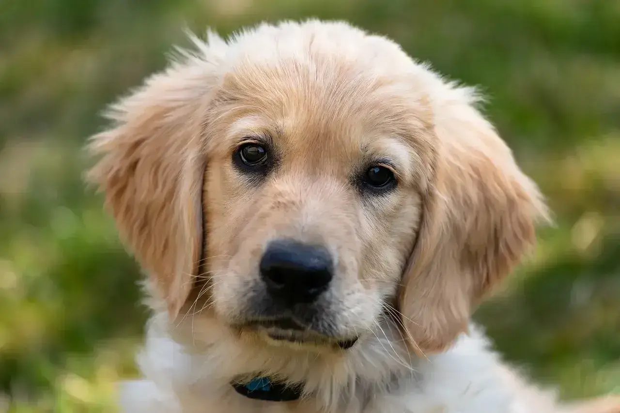 Portret szczeniaka golden retrievera z jasnym futrem i ciemnymi oczami na tle zieleni.