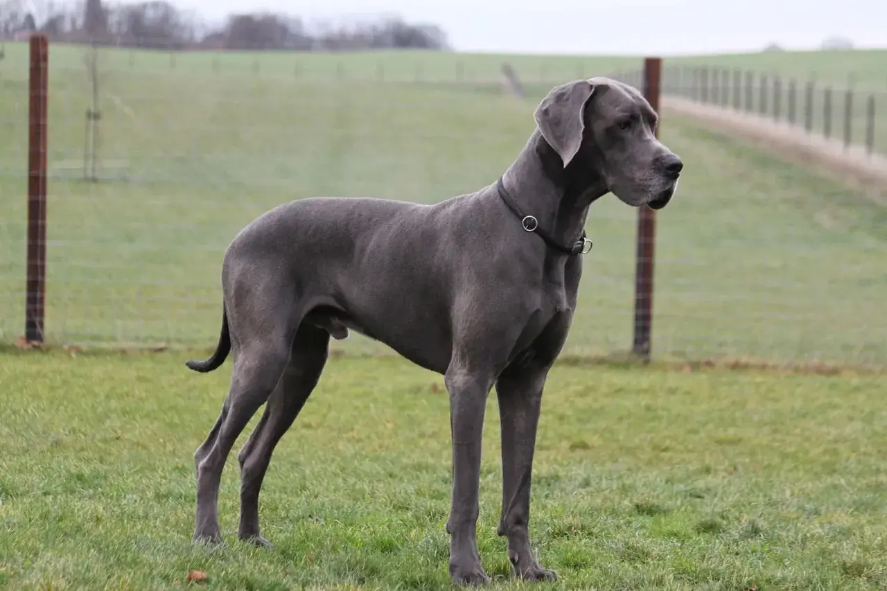 Szary dog niemiecki, imponujący wzrostem, stoi na zielonej łące.