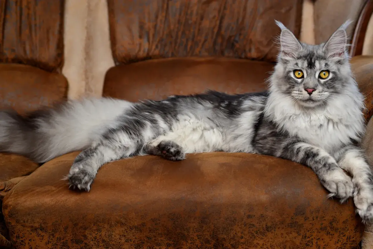 Piękny kot rasy Maine Coon, który może żyć nawet 15 lat, wyleguje się na brązowej kanapie.