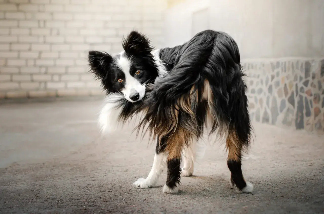 Pies rasy border collie gryzie swój ogon, patrząc w obiektyw.