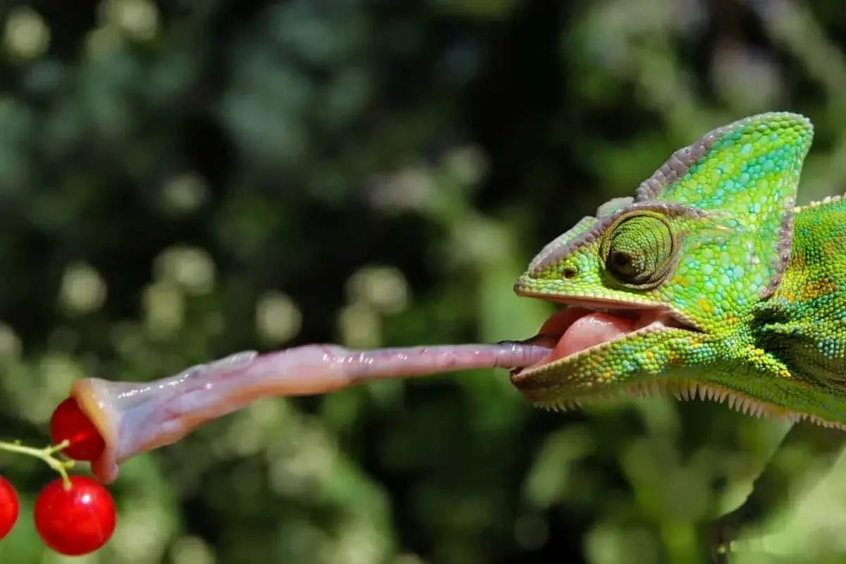 Zielony kameleon wyciąga długi, lepki język, by złapać czerwone jagody.