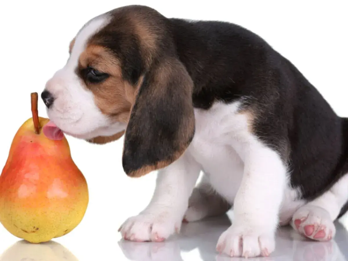 Szczeniak beagle próbuje gruszki. Czy pies może jeść gruszkę? Ten maluch odkrywa nowe smaki.