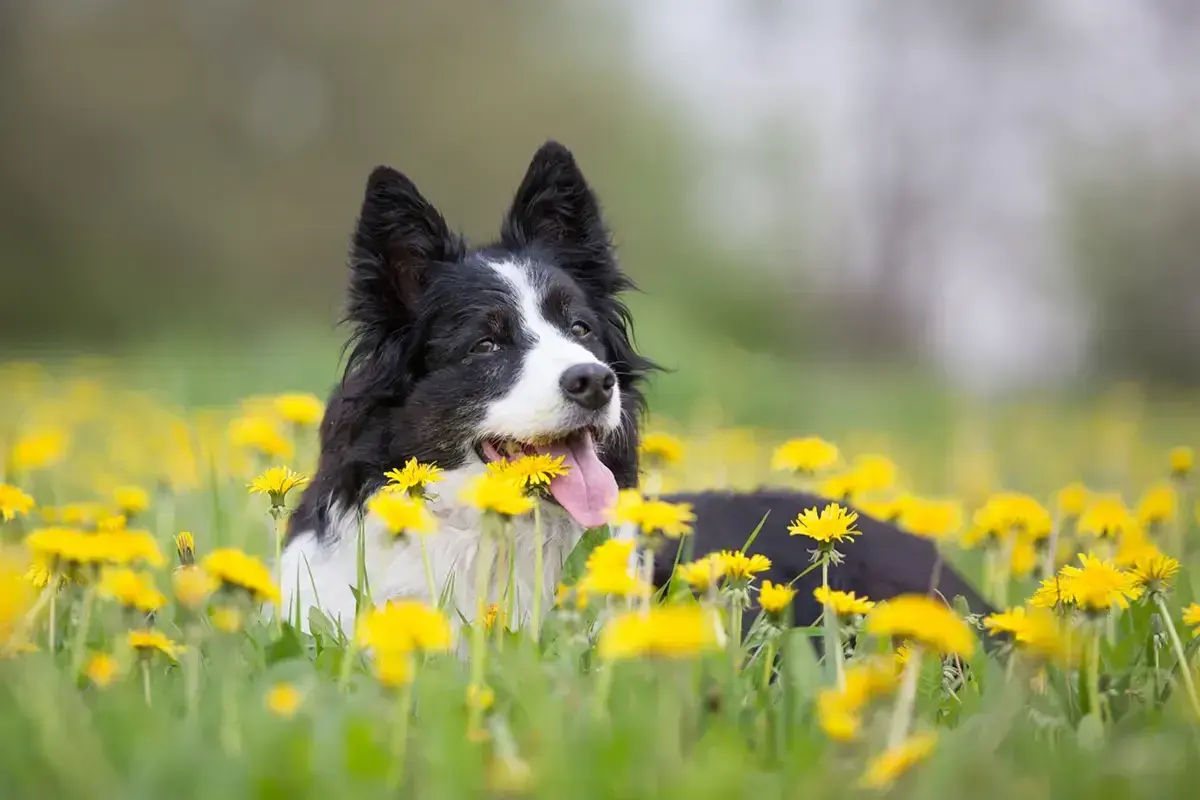 Czarny pies rasy border collie leży w trawie pośród żółtych mniszków lekarskich.