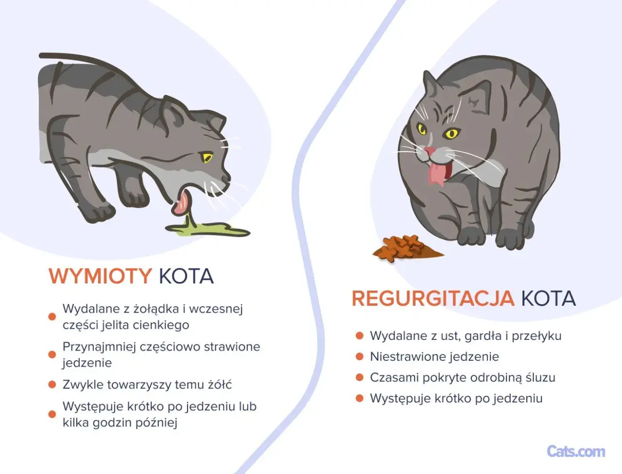 Ilustracja pokazuje dwa koty. Po lewej kot wymiotuje śliną i treścią żołądkową. Po prawej kot zwraca niestrawione jedzenie.