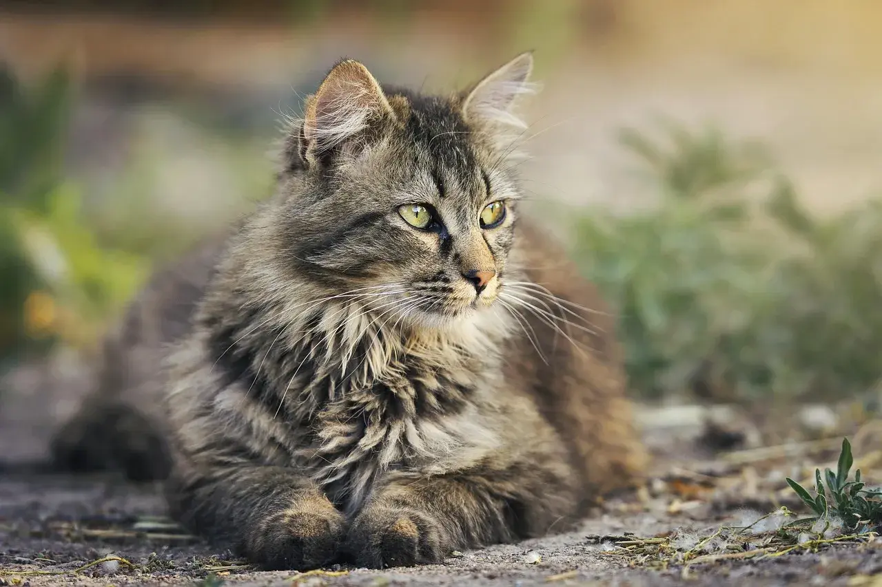 Puszysty, pręgowany kot z zielonymi oczami leży na ziemi, patrząc w bok.