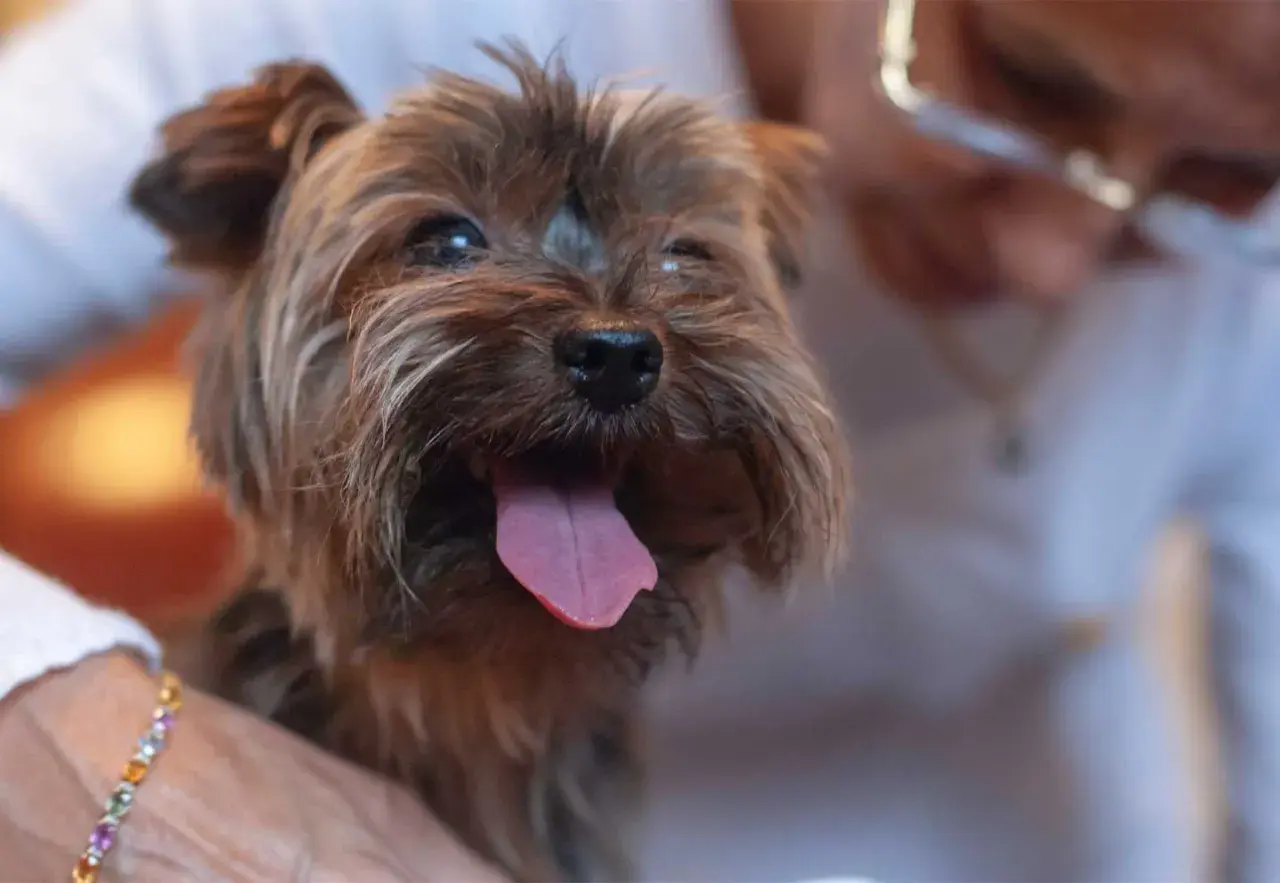 Yorkshire terrier z wystawionym językiem, trzymany przez osobę.
