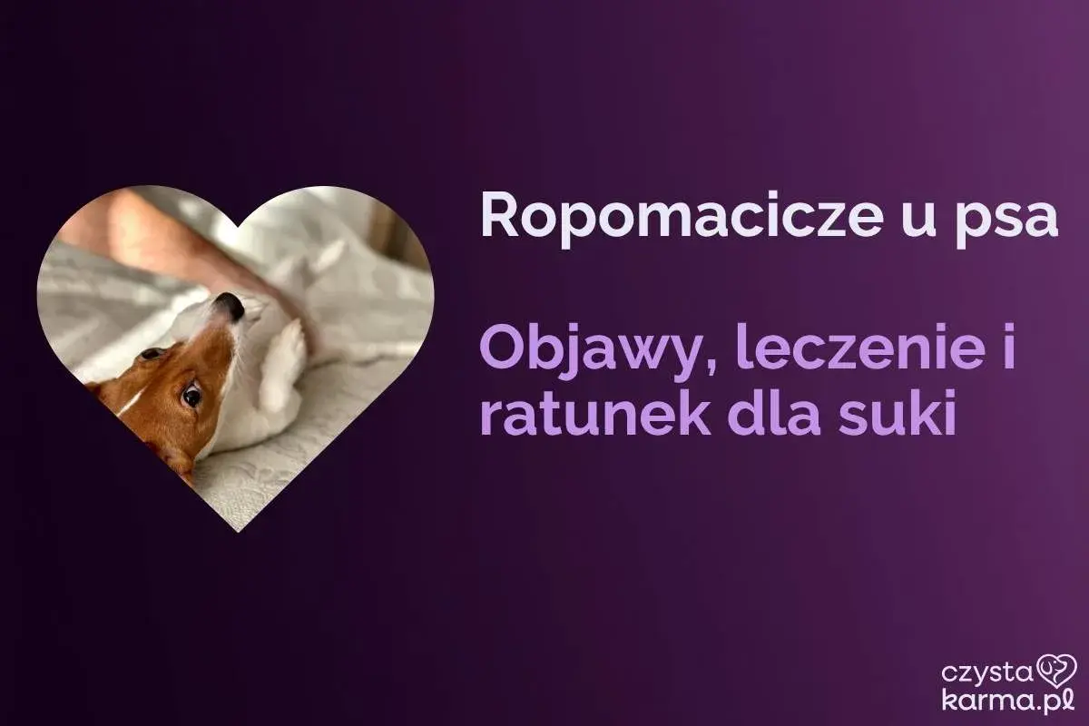 Uroczy piesek w kształcie serca. Tekst informuje o ropomaciczu u psa: objawy, leczenie i ratunek dla suki.