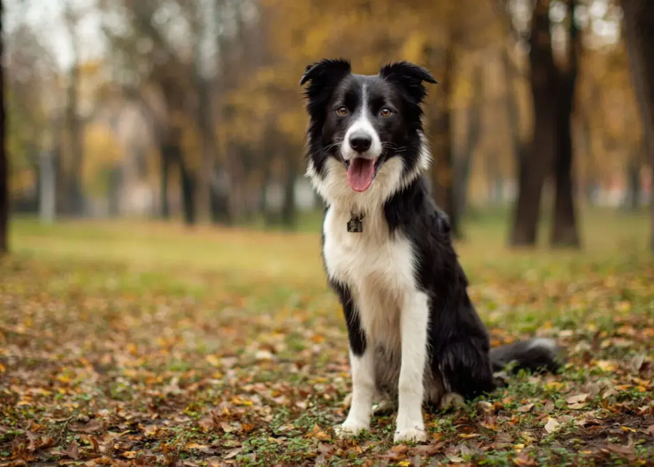 Czarno-biały border collie siedzi na tle jesiennego parku, z językiem na wierzchu.