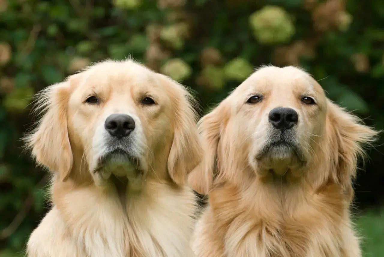 Dwa golden retrievery patrzą w obiektyw na tle zieleni.