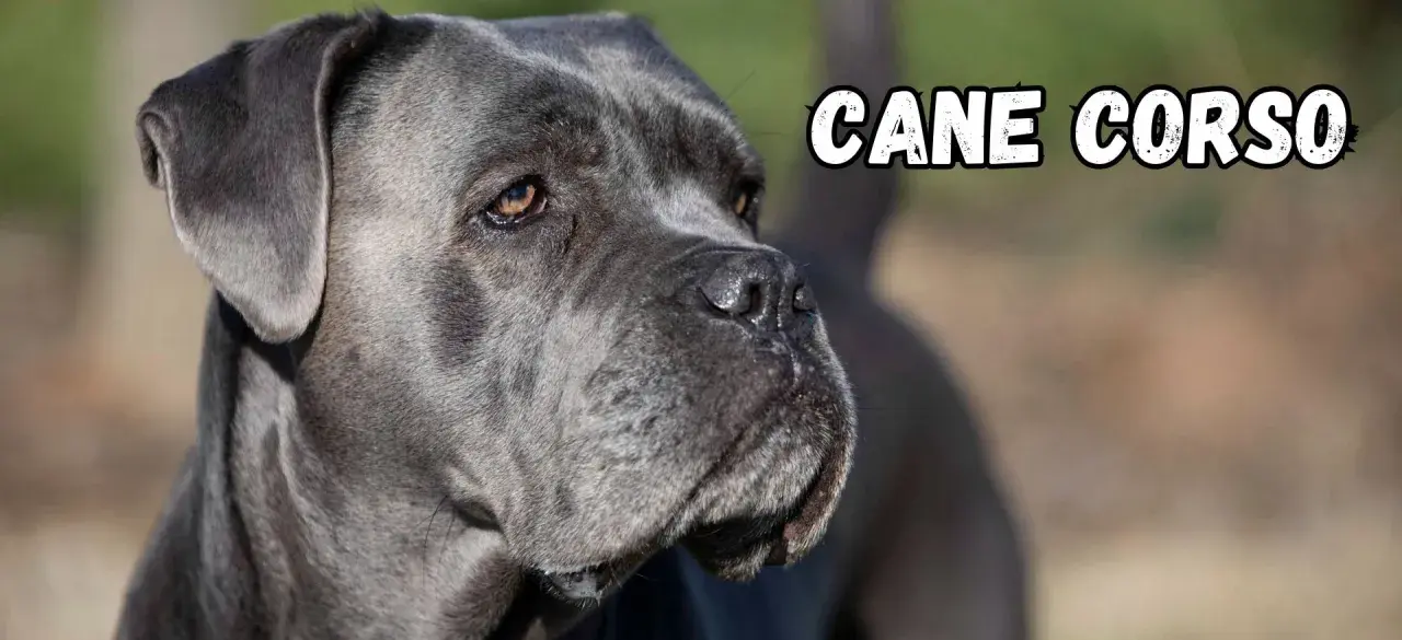 Portret szarego psa rasy Cane Corso z napisem "CANE CORSO".