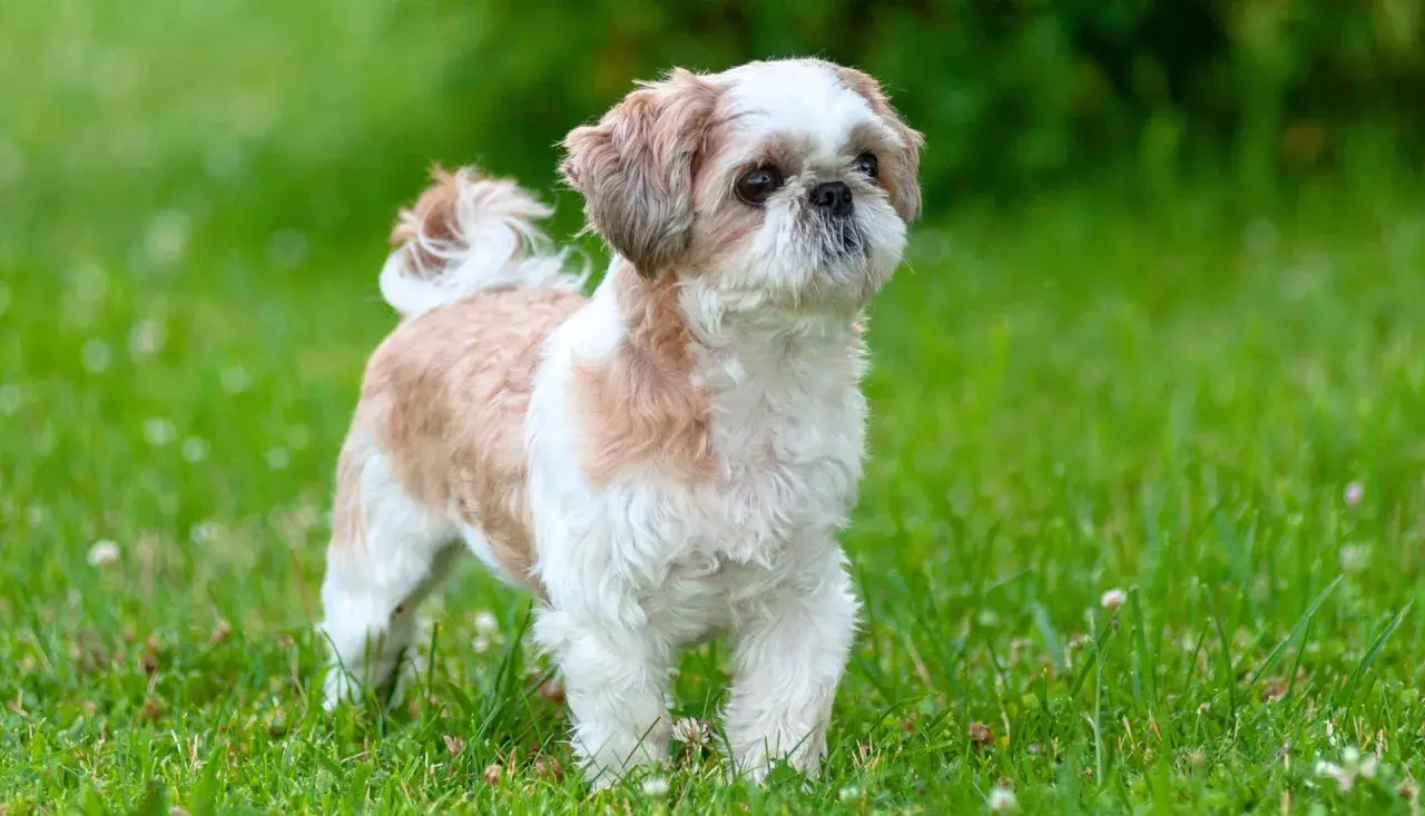 Shih tzu w kolorze białym i brązowym stoi na zielonej trawie.