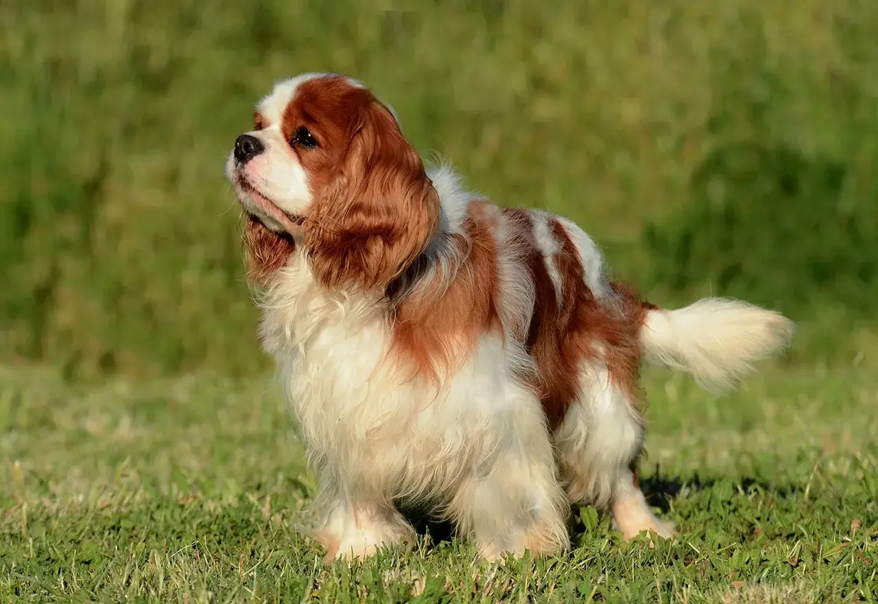 Uroczy cocker spaniel cavalier w brązowo-białe łaty stoi na zielonej trawie, patrząc w bok z zaciekawieniem.