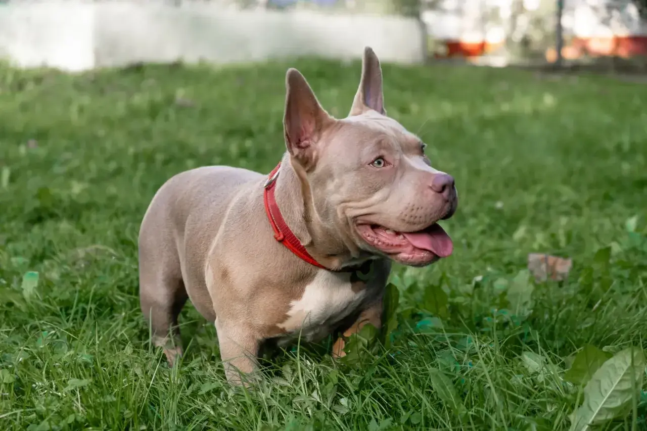 American Bully Classic w czerwonej obroży stoi na zielonej trawie.