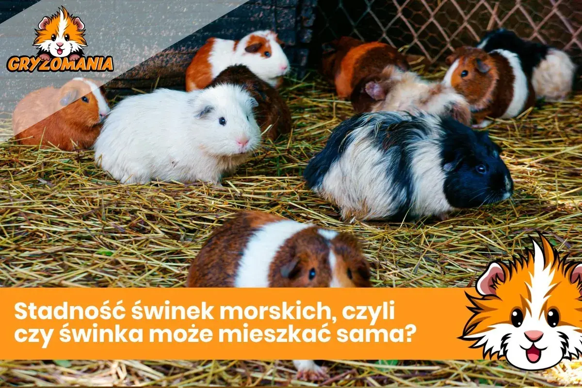 Kilka świnek morskich siedzących na sianie.