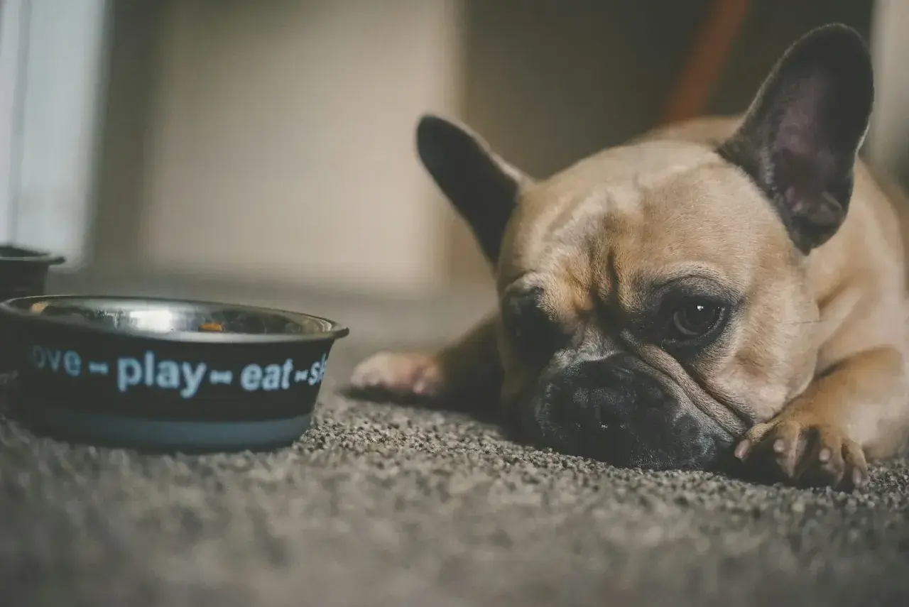 Smutny buldog francuski leży obok miski z napisem "love-play-eat". Może potrzebuje smecta dla psa?
