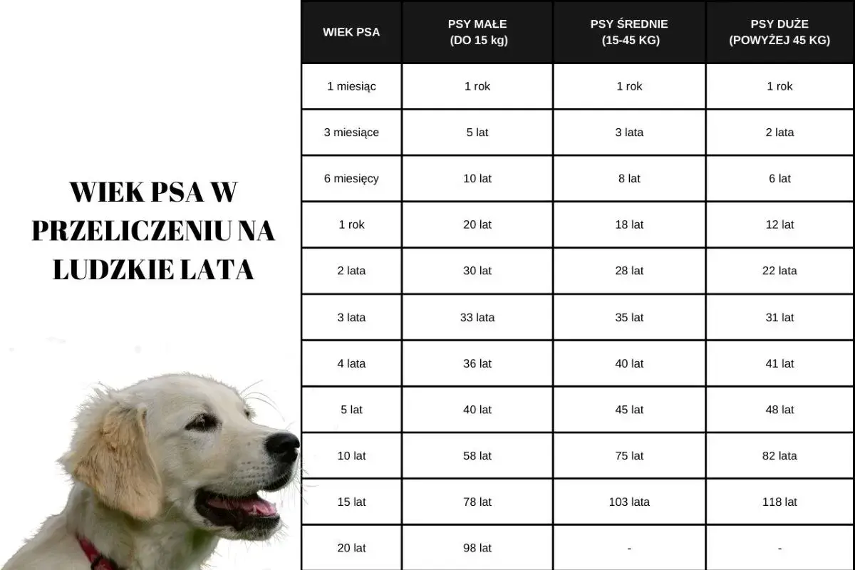 Tabela porównująca wiek psa w ludzkich latach, zależnie od jego wielkości. Dowiedz się, ile żyją psy!