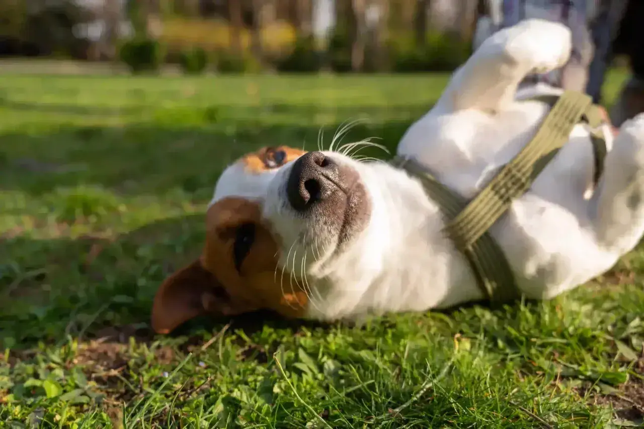 Pies rasy Jack Russell Terrier leży na plecach na trawie, patrząc w górę.