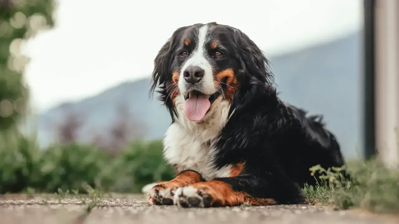 Bernese Mountain Dog lying down, panting happily outdoors.