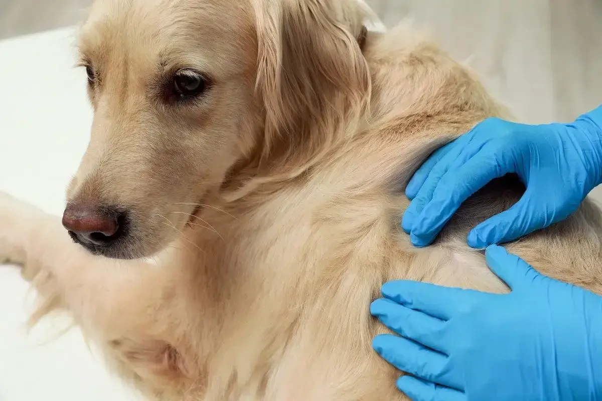 Weterynarz w niebieskich rękawiczkach bada guzek na sierści psa rasy golden retriever.