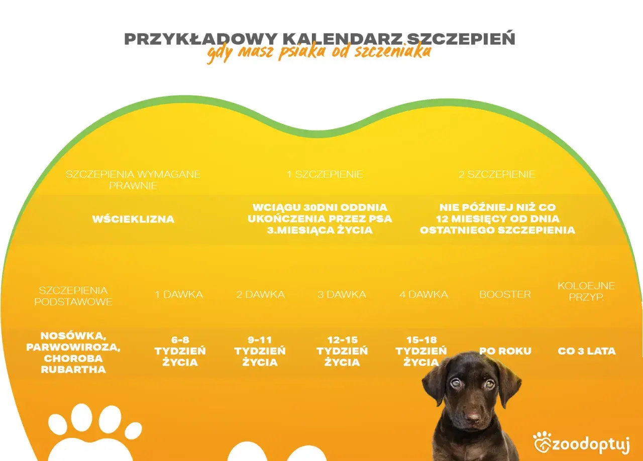 Grafika przedstawia fragment kalendarza szczepień dla psa z zaznaczonymi terminami i typami szczepień.