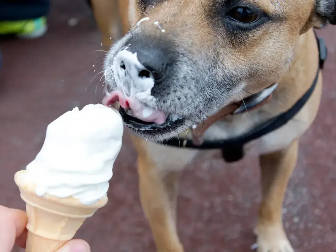 Czy psy mogą jeść lody? Ten piesek z pewnością cieszy się lodami, oblizując je z wafelka.