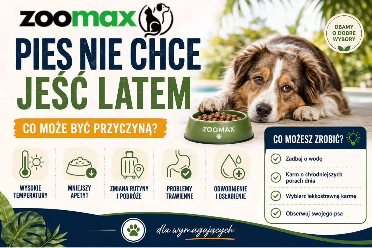 Pies nie chce jeść latem? Sprawdź przyczyny: wysokie temperatury, mniejszy apetyt, zmiana rutyny, problemy trawienne, odwodnienie. Co możesz zrobić? Zadbaj o wodę, karm chłodniej, wybierz lekkostrawną karmę.