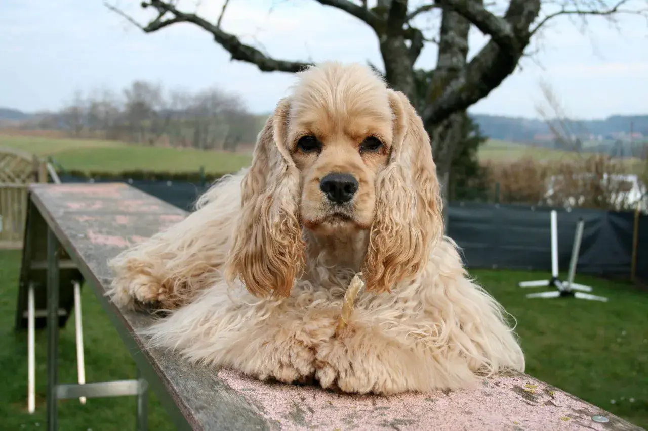 Jasnobrązowy cocker spaniel amerykański leży na drewnianej rampie, trzymając w pysku przysmak.