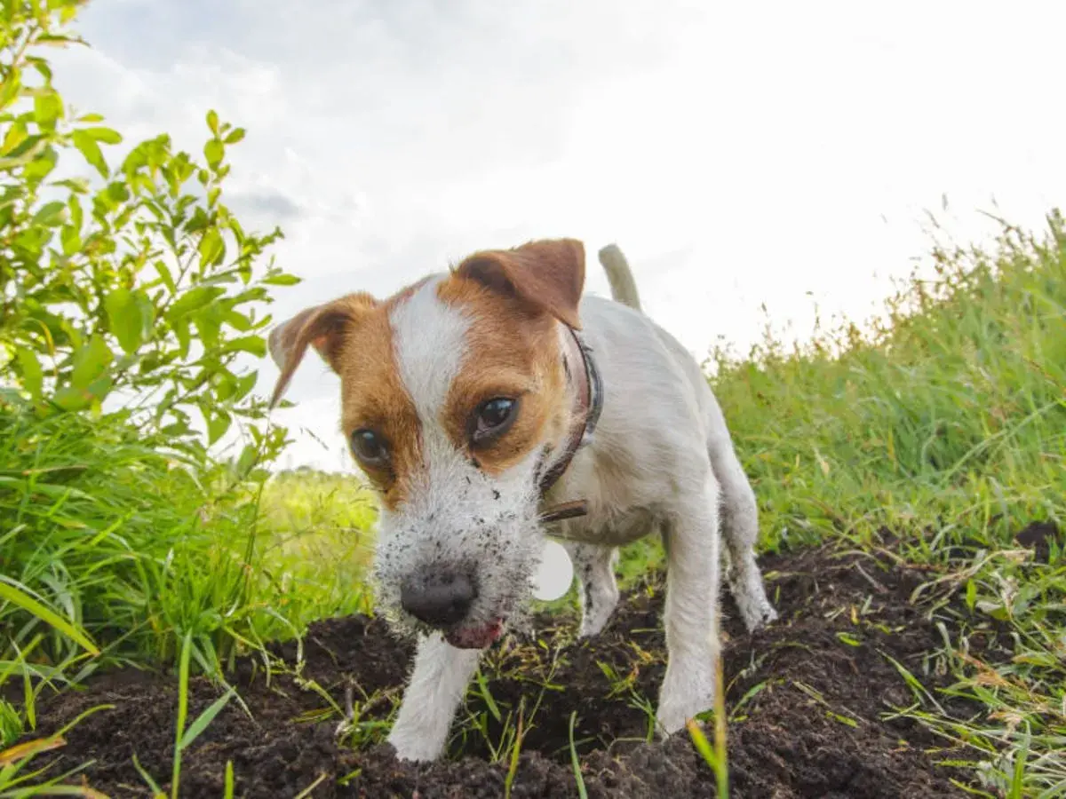 Pies rasy Jack Russell Terrier z brudnym pyskiem kopie w ziemi na tle zielonej trawy i nieba.